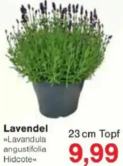 Jawoll Lavendel Angebot