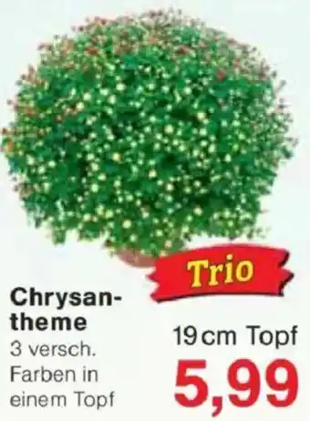 Jawoll Chrysantheme Angebot