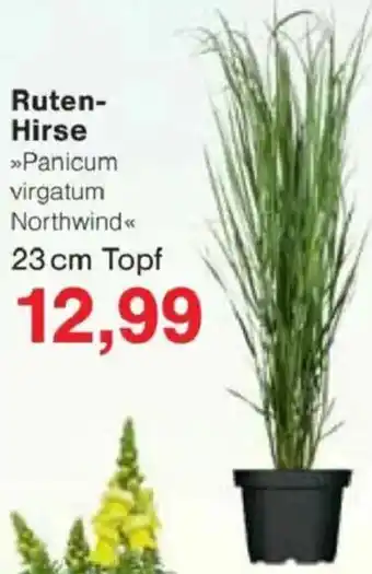 Jawoll Ruten Hirse Angebot