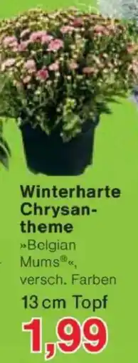 Jawoll Winterharte Chrysantheme Angebot