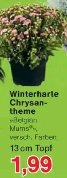 Jawoll Winterharte Chrysantheme Angebot