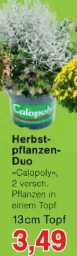 Jawoll Herbstpflanzen Duo Angebot