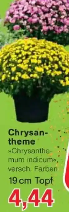 Jawoll Chrysantheme Angebot