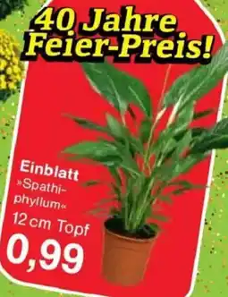 Jawoll Einblatt Angebot