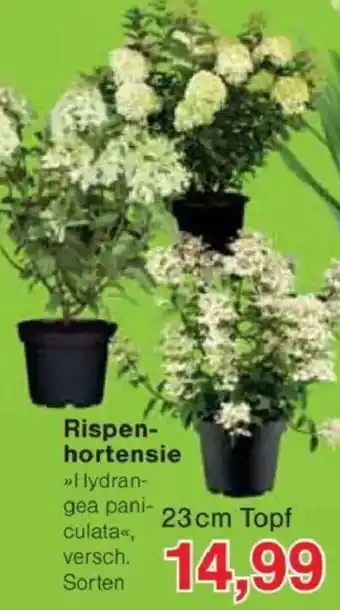 Jawoll Rispenhortensie Angebot