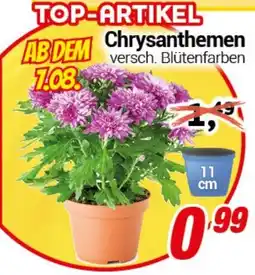 CENTERSHOP Chrysanthemen Angebot