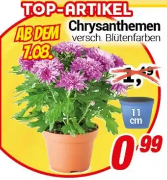 CENTERSHOP Chrysanthemen Angebot
