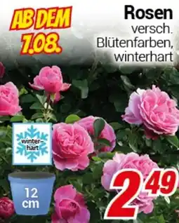 CENTERSHOP Rosen Angebot