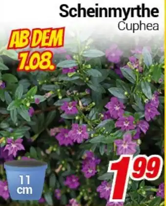 CENTERSHOP Scheinmyrthe Angebot