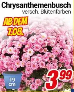 CENTERSHOP Chrysanthemenbusch Angebot