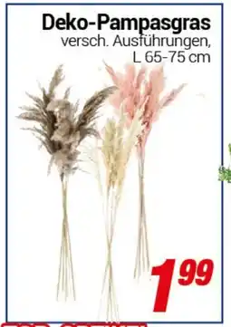CENTERSHOP Deko-Pampasgras Angebot