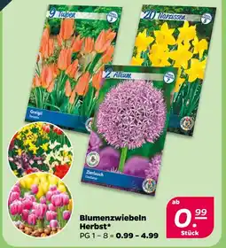 NETTO Blumenzwiebeln herbst Angebot