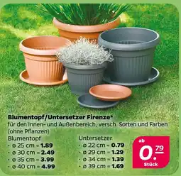 NETTO Blumentopf firenze Angebot