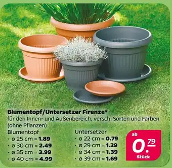 NETTO Blumentopf firenze Angebot