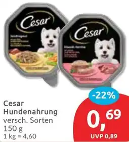 Budni Cesar Hundenahrung Angebot