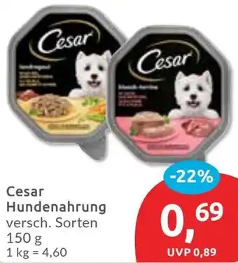 Budni Cesar Hundenahrung Angebot