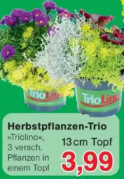 Wiglo Wunderland Herbstpflanzen-Trio Angebot