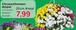 Wiglo Wunderland Chrysanthemen Ampel Angebot