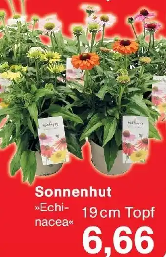 Wiglo Wunderland Sonnenhut Angebot