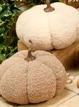 TEDi Teddy Kürbis Angebot