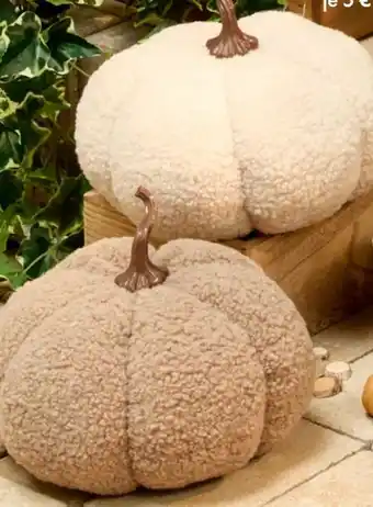 TEDi Teddy Kürbis Angebot