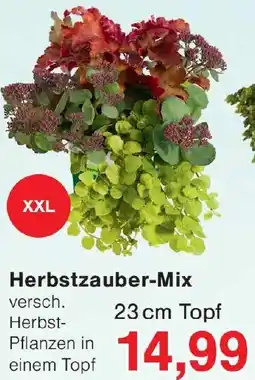 Wiglo Wunderland Herbstzauber-Mix Angebot