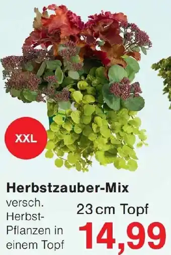 Wiglo Wunderland Herbstzauber-Mix Angebot