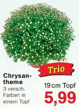 Wiglo Wunderland Chrysantheme Angebot