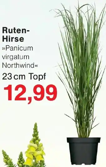 Wiglo Wunderland Ruten Hirse Angebot
