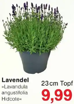 Wiglo Wunderland Lavendel Angebot