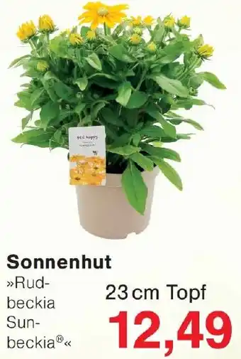 Wiglo Wunderland Sonnenhut Angebot