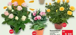 Kaufland Rose Angebot