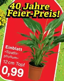Wiglo Wunderland Einblatt Angebot
