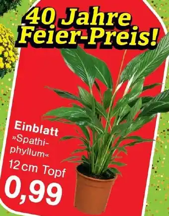 Wiglo Wunderland Einblatt Angebot