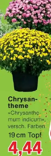 Wiglo Wunderland Chrysantheme Angebot