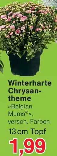 Wiglo Wunderland Winterharte Chrysantheme Angebot
