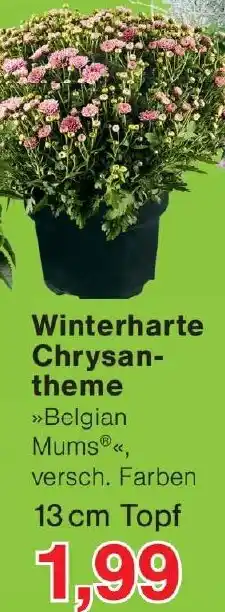 Wiglo Wunderland Winterharte Chrysantheme Angebot