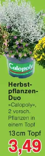Wiglo Wunderland Herbstpflanzen Duo Angebot