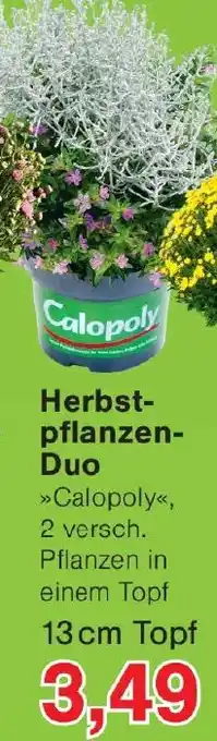 Wiglo Wunderland Herbstpflanzen Duo Angebot