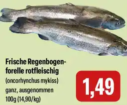 Feneberg Frische Regenbogenforelle rotfleischig Angebot