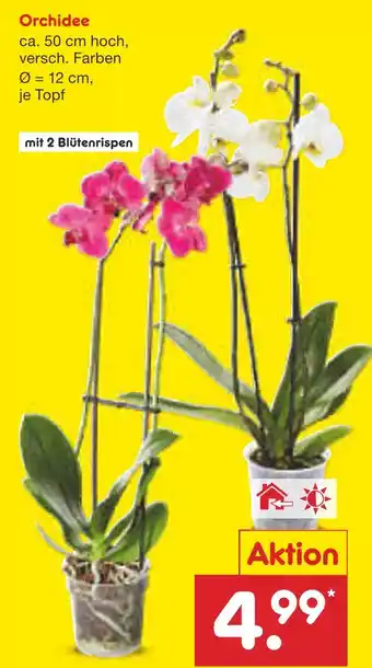 Netto Marken-Discount Orchidee Angebot