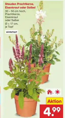 Netto Marken-Discount Stauden prachtkerze Angebot