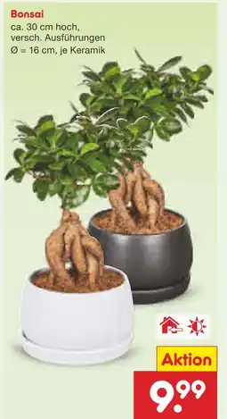 Netto Marken-Discount Bonsai Angebot