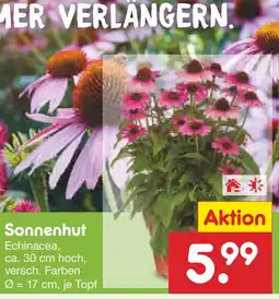 Netto Marken-Discount Sonnenhut Angebot