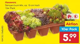 Netto Marken-Discount Hauswurz sempervivum mix Angebot