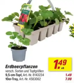 toom Baumarkt Erdbeerpflanzen Angebot