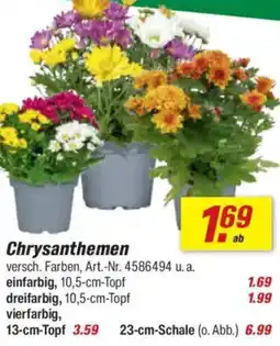 toom Baumarkt Chrysanthemen Angebot