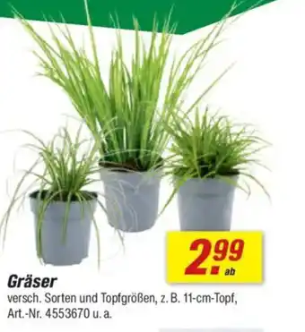 toom Baumarkt Gräser Angebot