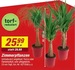 toom Baumarkt Zimmerpflanzen Angebot