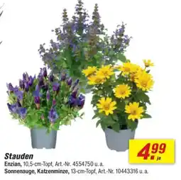 toom Baumarkt Stauden Angebot